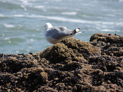 Chroicocephalus novaehollandiae scopulinus
