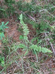 Asplenium platyneuron