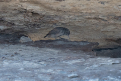 Salpinctes obsoletus