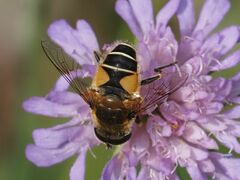 Eristalis jugorum