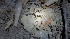 Eumodicogryllus bordigalensis