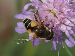 Eristalis jugorum