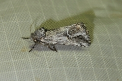 Ursia noctuiformis