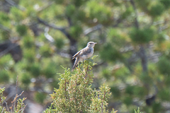 Salpinctes obsoletus