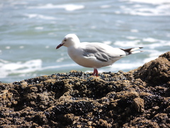 Chroicocephalus novaehollandiae scopulinus