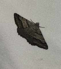Digrammia continuata