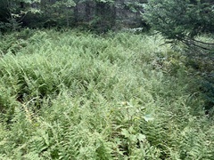 Dennstaedtia punctilobula