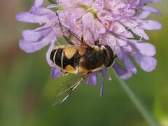 Eristalis jugorum