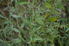 Atriplex oblongifolia