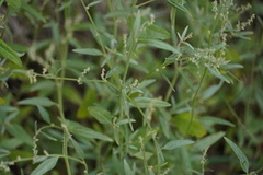 Atriplex oblongifolia