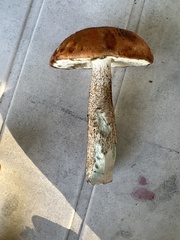 Leccinum aurantiacum