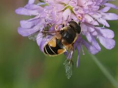 Eristalis jugorum