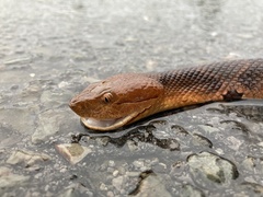 Agkistrodon contortrix