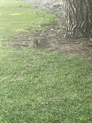 Sciurus