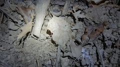 Eumodicogryllus bordigalensis