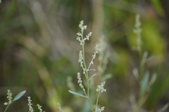 Atriplex oblongifolia