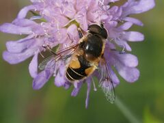 Eristalis jugorum