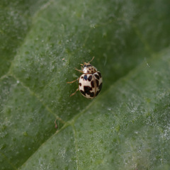 Psyllobora vigintimaculata