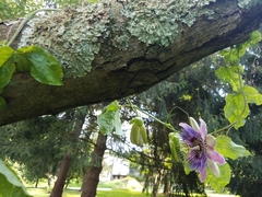 Passiflora alata × caerulea