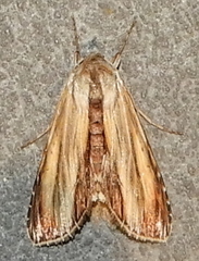 Cucullia convexipennis