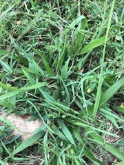 Paspalum laeve