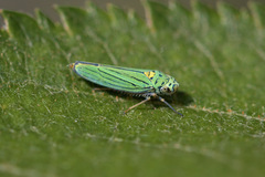 Graphocephala atropunctata