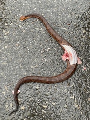 Agkistrodon contortrix