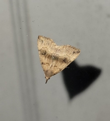 Phalaenostola eumelusalis