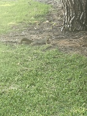 Sciurus