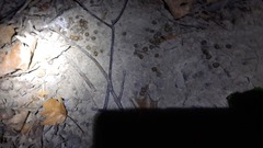Leporidae