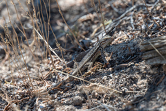 Sceloporus graciosus