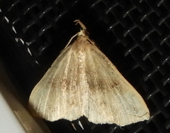 Phalaenostola eumelusalis