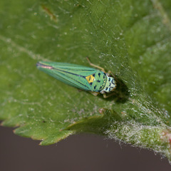 Graphocephala atropunctata