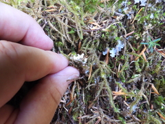 Peltigera canina