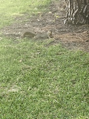 Sciurus
