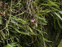 Epidendrum secundum