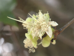 Allosyncarpia ternata