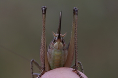 Platycleis albopunctata albopunctata