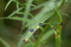 Asteromyia euthamiae
