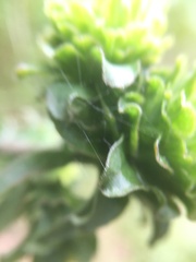 Procecidochares atra