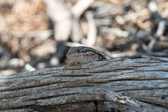 Sceloporus graciosus