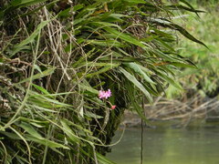 Epidendrum secundum