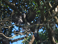 Anorrhinus galeritus