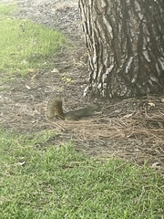 Sciurus
