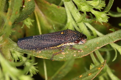 Paraulacizes irrorata