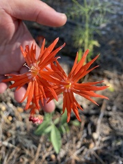 Silene laciniata