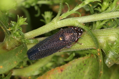 Paraulacizes irrorata