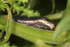 Paraulacizes irrorata