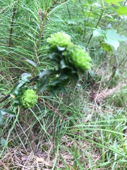 Procecidochares atra