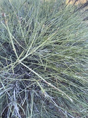 Ephedra torreyana